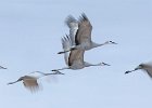 Sand Hill Cranes - Linda Jackson (Open) W.jpg